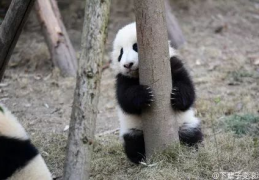熊猫基地网红,萌态可掬的国宝魅力